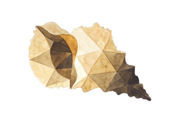 Caracola dibujada en acuarela con triangulaciones , en tonos ocres, mostaza y marrón, sobre fondo blanco. Colección Ultra-Marinos de Macaroom Kids