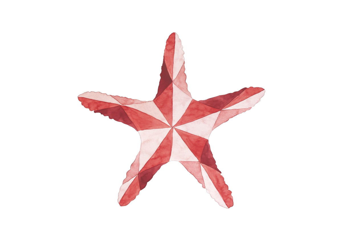 Estrella de mar dibujada en acuarela con triangulaciones , en tonos coral y rosa, sobre fondo blanco. Colección Ultra-Marinos de Macaroom Kids