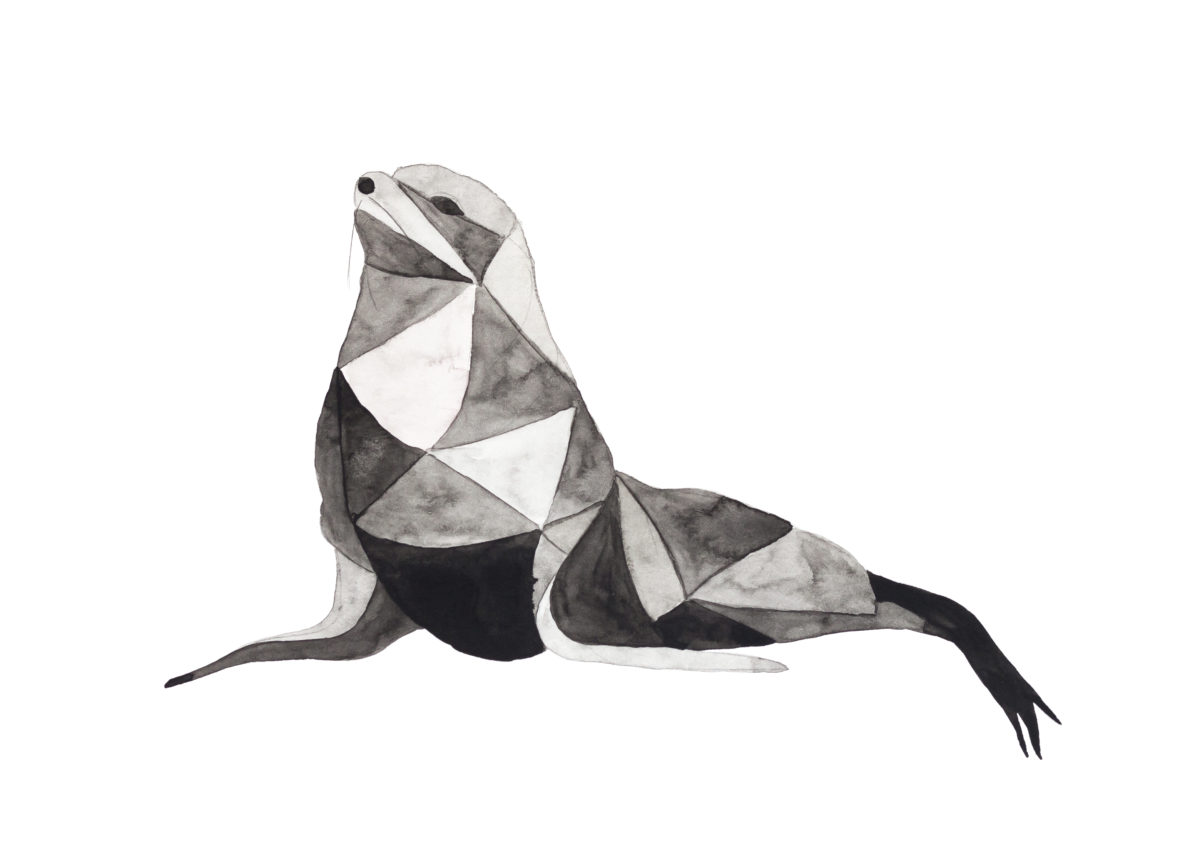 Foca dibujada en acuarela con triangulaciones , en tonos grises y negros, sobre fondo blanco. Colección Ultra-Marinos de Macaroom Kids